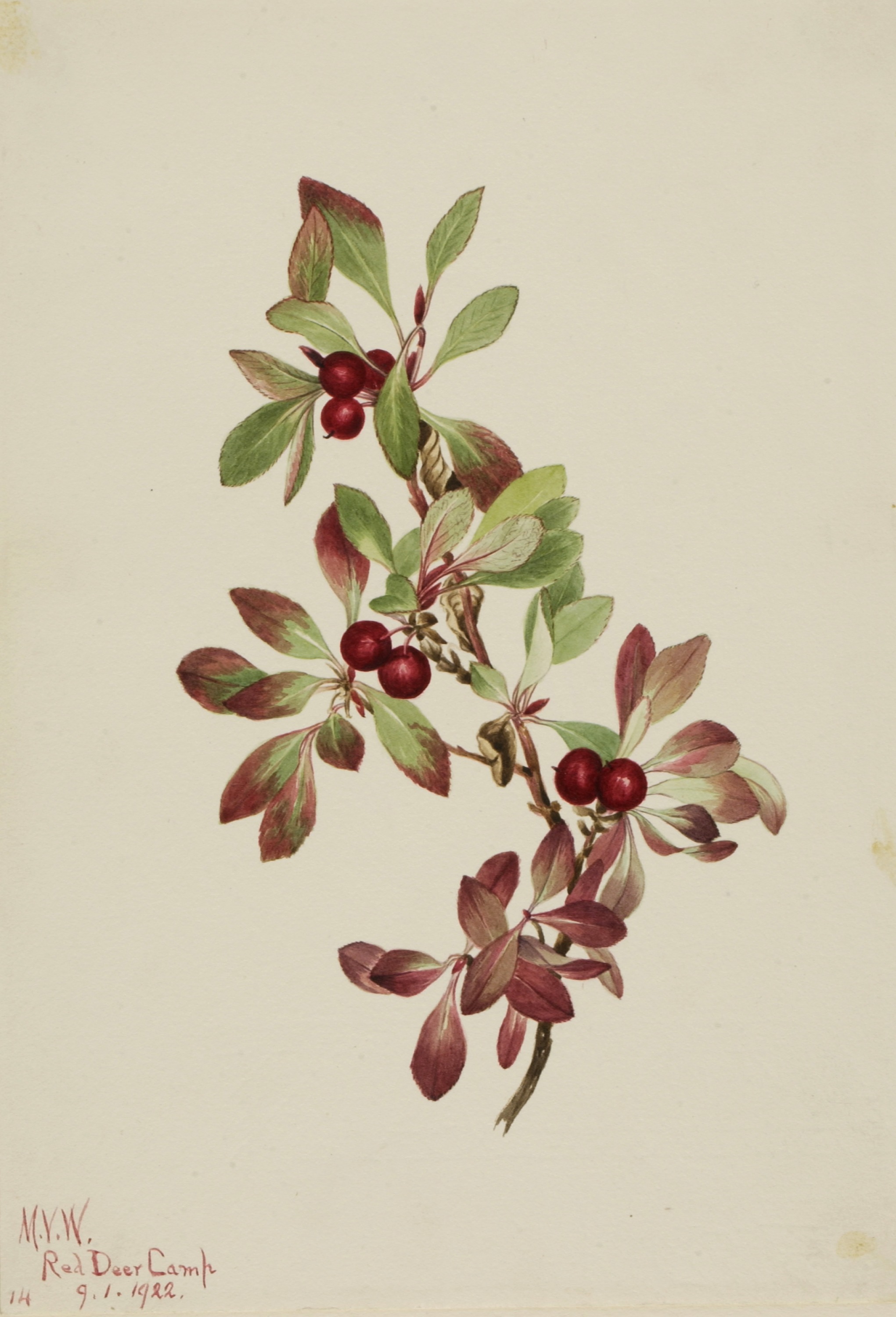Mary Vaux Walcott, Ptarmiganberry (Arctous alpina)
