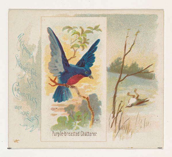 Allen & Ginter, Purple-breasted Chatterer, from the Song Birds of the World series (N42) for Allen & Ginter Cigarettes