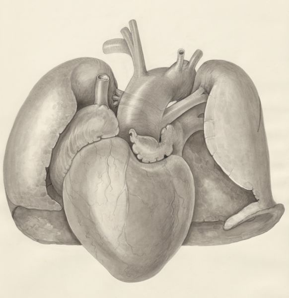 H.G Wetselaar, Heart