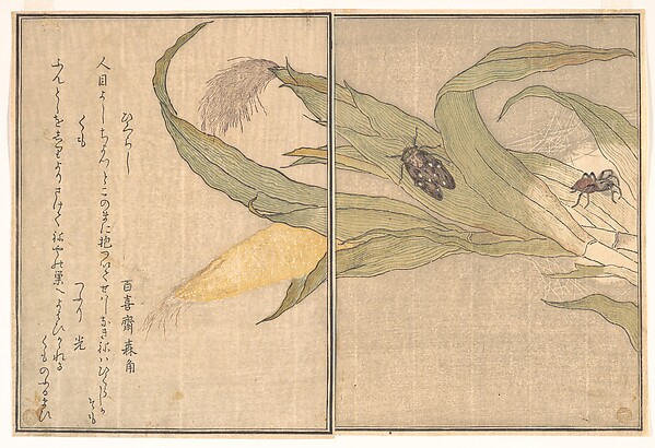 Kitagawa Utamaro, Evening Cicada, Higurashi; Spider, Kumo, from the Picture Book of Crawling Creatures (Ehon mushi erami)