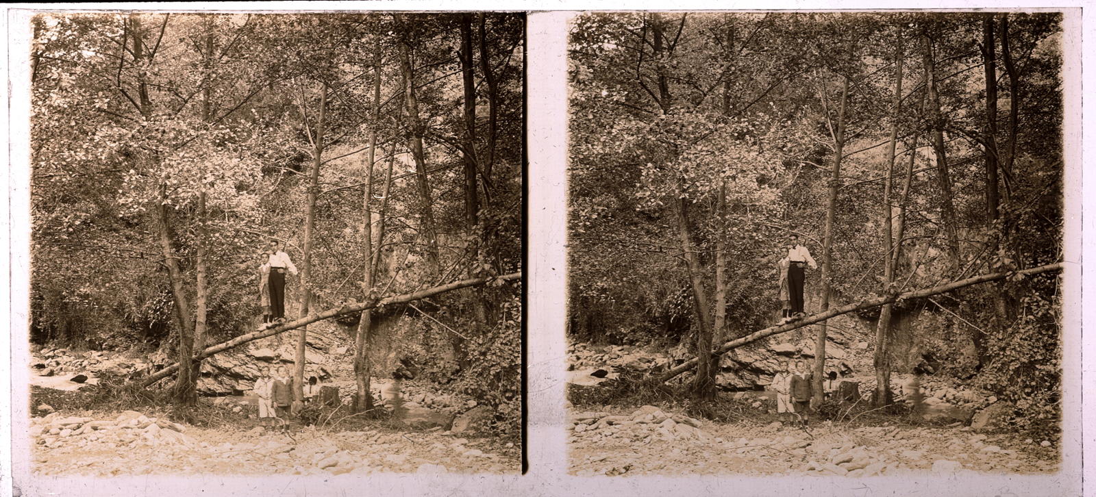 Desconegut, [Forest]