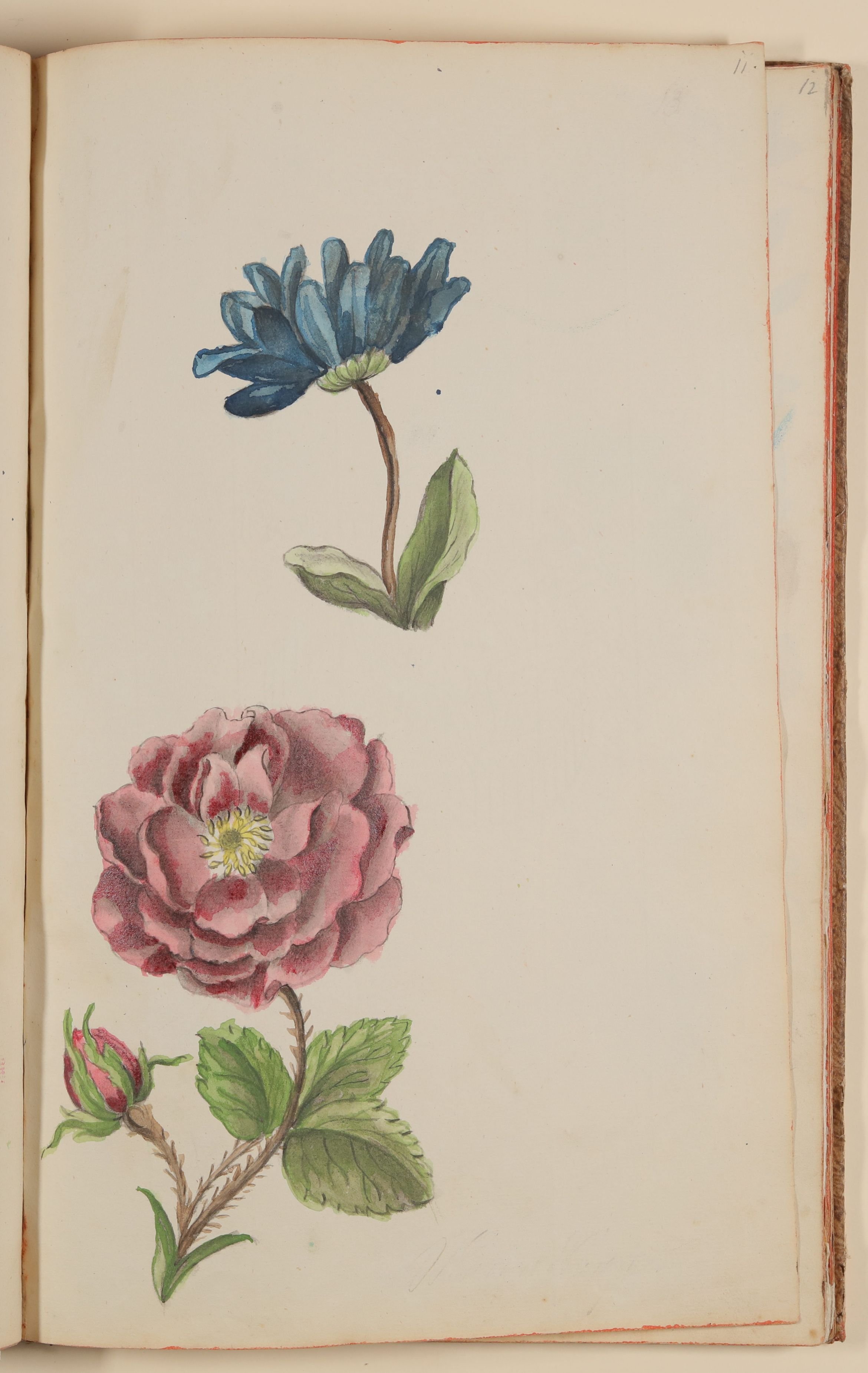 Marianne Franziska Seiffert von Klettenberg, Blaue Blume und Rose [aus einem Skizzenbuch der Marianne Franziska Seiffert von Klettenberg]