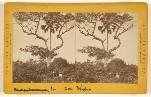 Eadweard J. Muybridge, San Isidro, Matapala Tree.