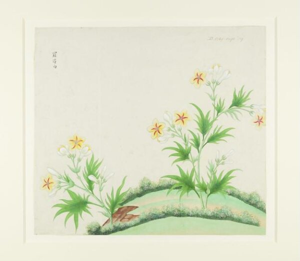 Unknown, Luofu White