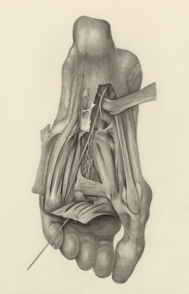 H.G Wetselaar, Muscular tissue of the feet