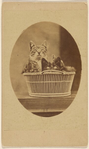 Unknown, [Two cats in a wicker basket]