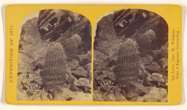 Timothy H. O'Sullivan, Melon Cactus, (Cereus ctenoides,) 3 feet in height and 16 inches in diameter...It seems to thrive best among volcanic rocks.