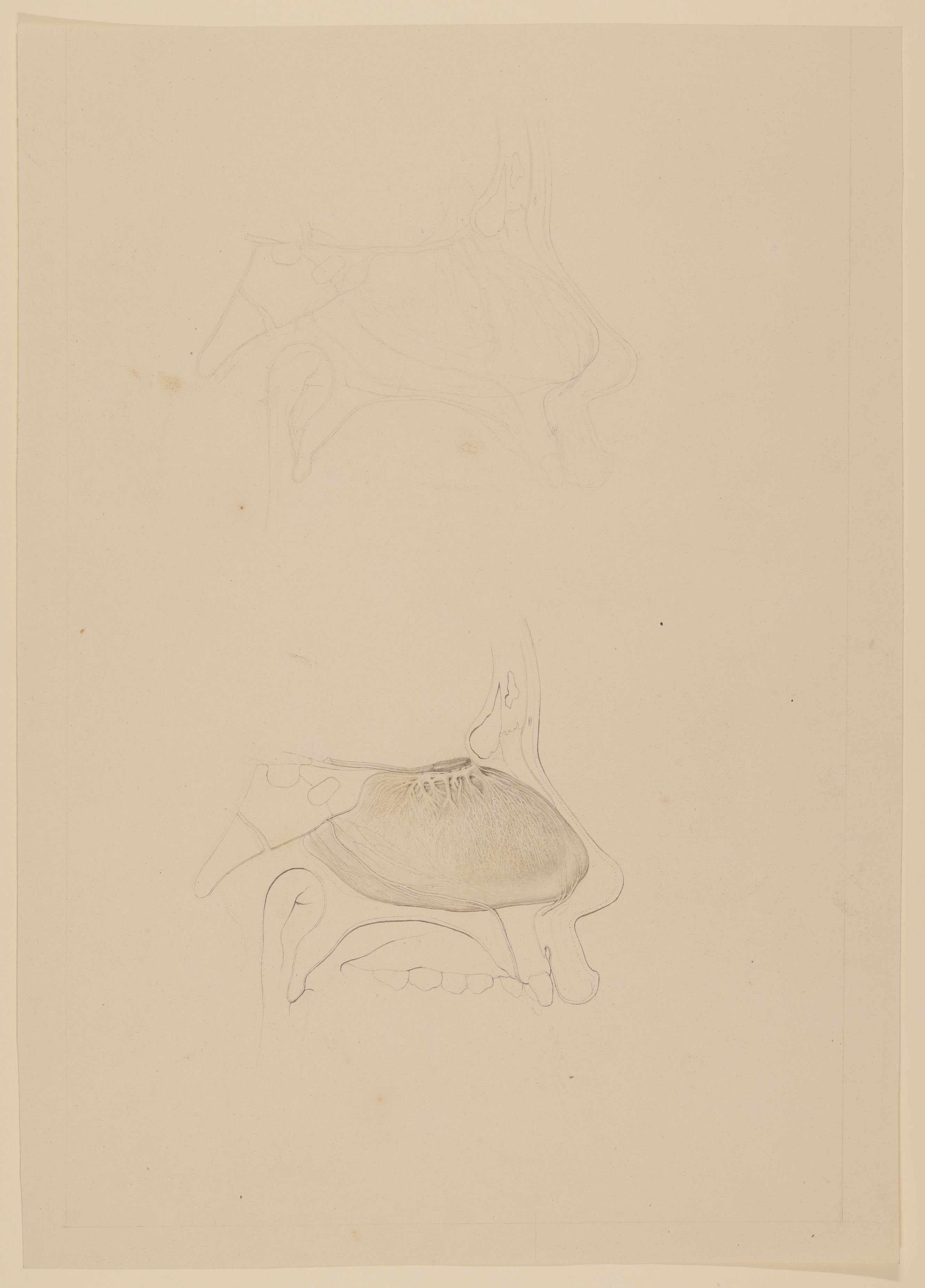 Christian Koeck, Nerven der an der Nasenscheidewand befindlichen Riechschleimhaut [Vorzeichnung zu Samuel Thomas Soemmerring, Abbildungen der menschlichen Organe des Geruchs, Frankfurt am Main 1809, Tafel 2, Fig. III ("schattierte" Darstellung)]