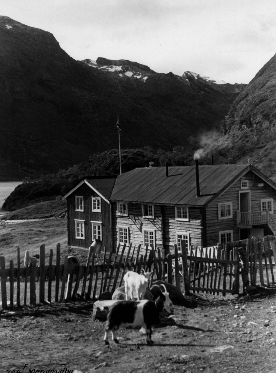 Anders Beer Wilse, Jotunheimen, Memerubu, Husdyrhold, Geiter