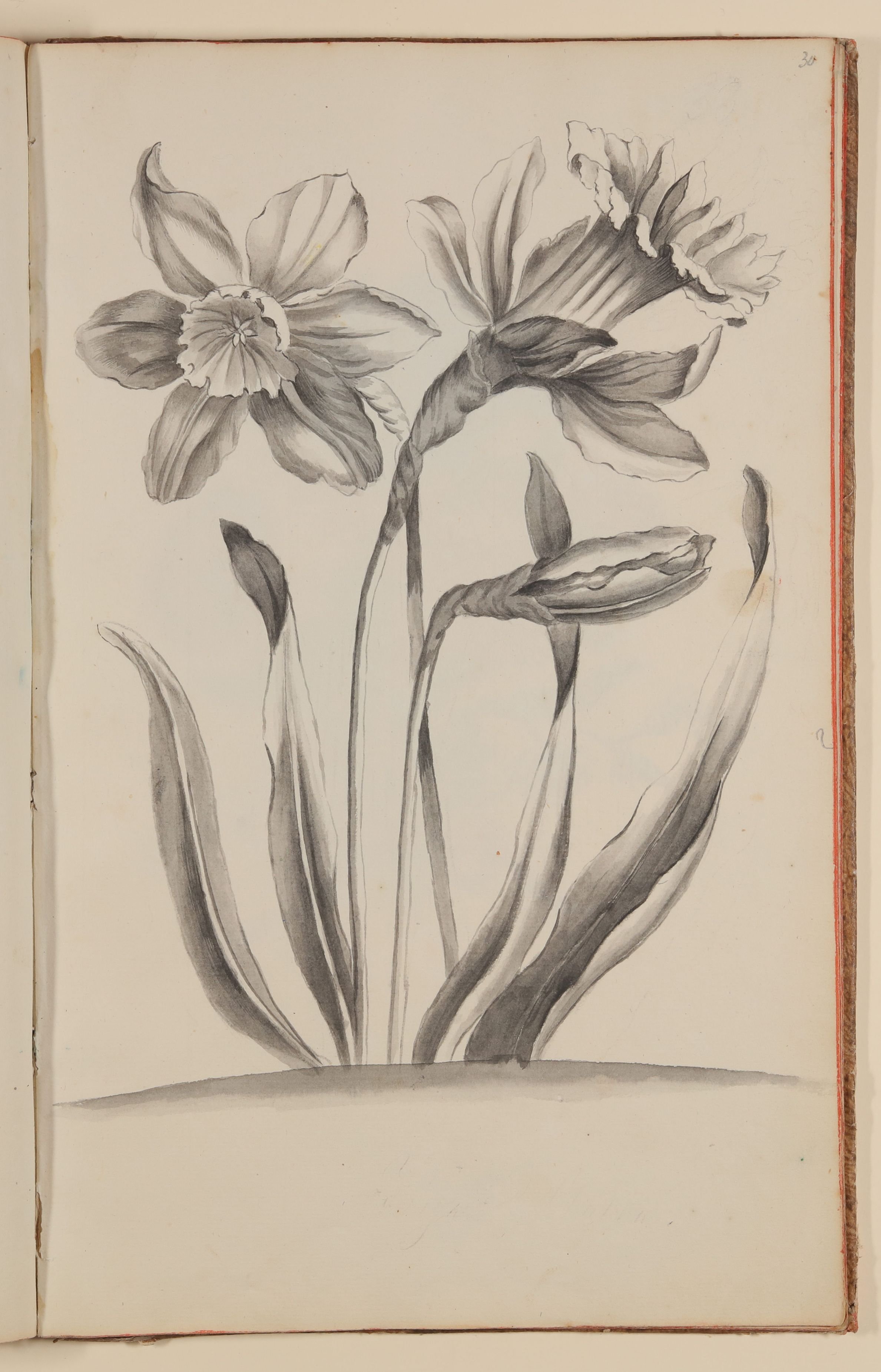 Marianne Franziska Seiffert von Klettenberg, Osterglocken [aus einem Skizzenbuch der Marianne Franziska Seiffert von Klettenberg]