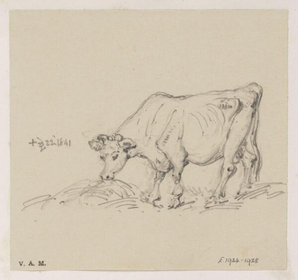 George Chinnery, A feeding cow