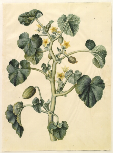 Hans Simon Holtzbecker, Ecballium elaterium (æselagurk)