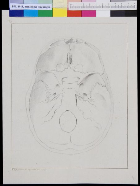 M Houtman, Skull
