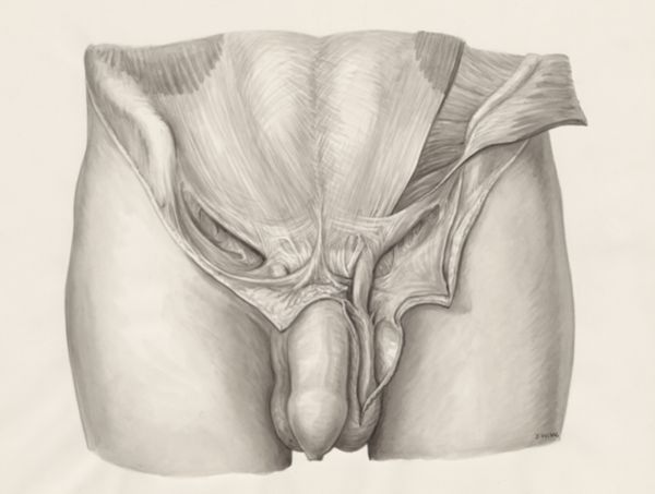 J Wetselaar-Whittaker, Muscular tissue of the male abdomen