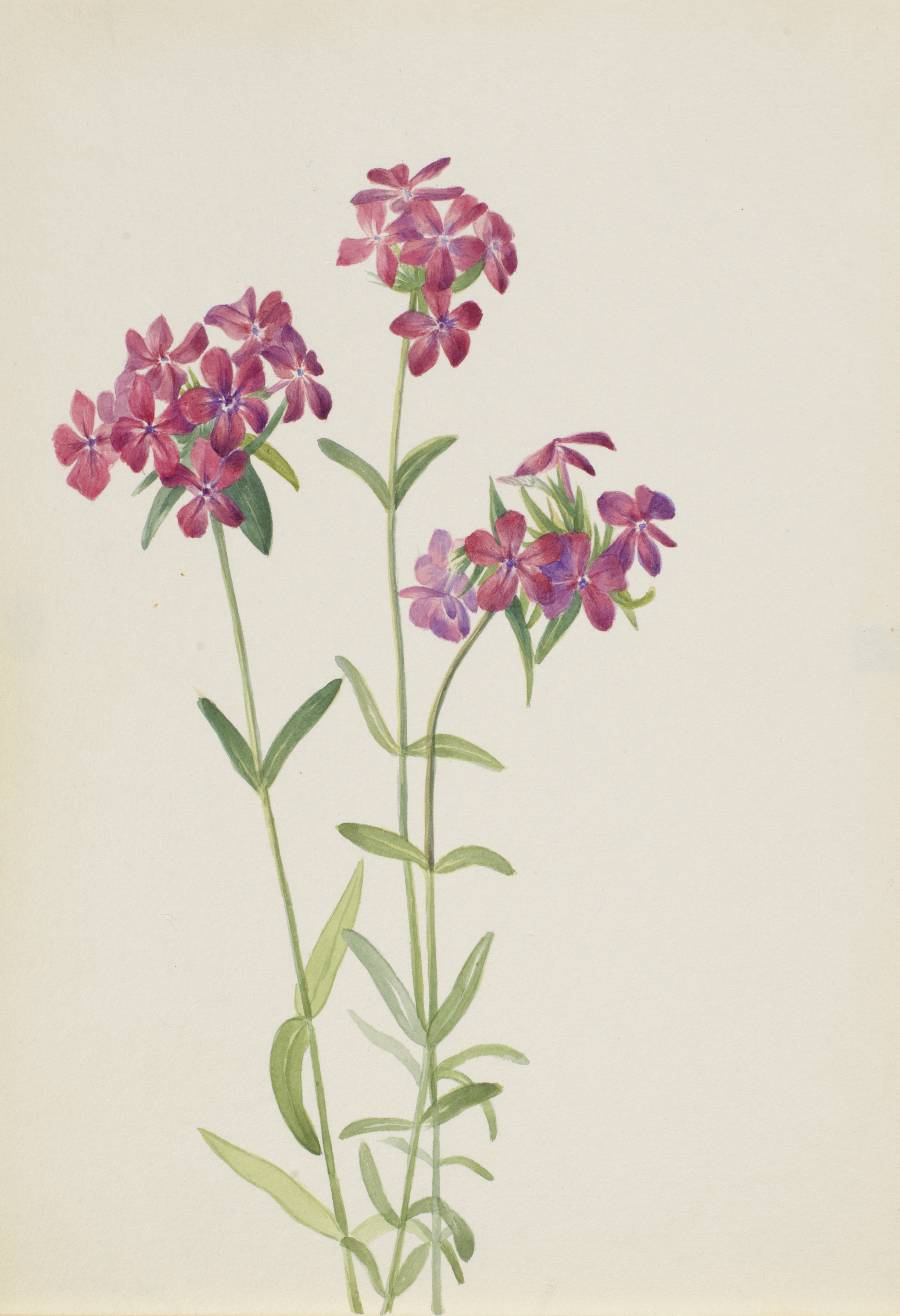 Mary Vaux Walcott, Hairy Phlox (Phlox amoena)