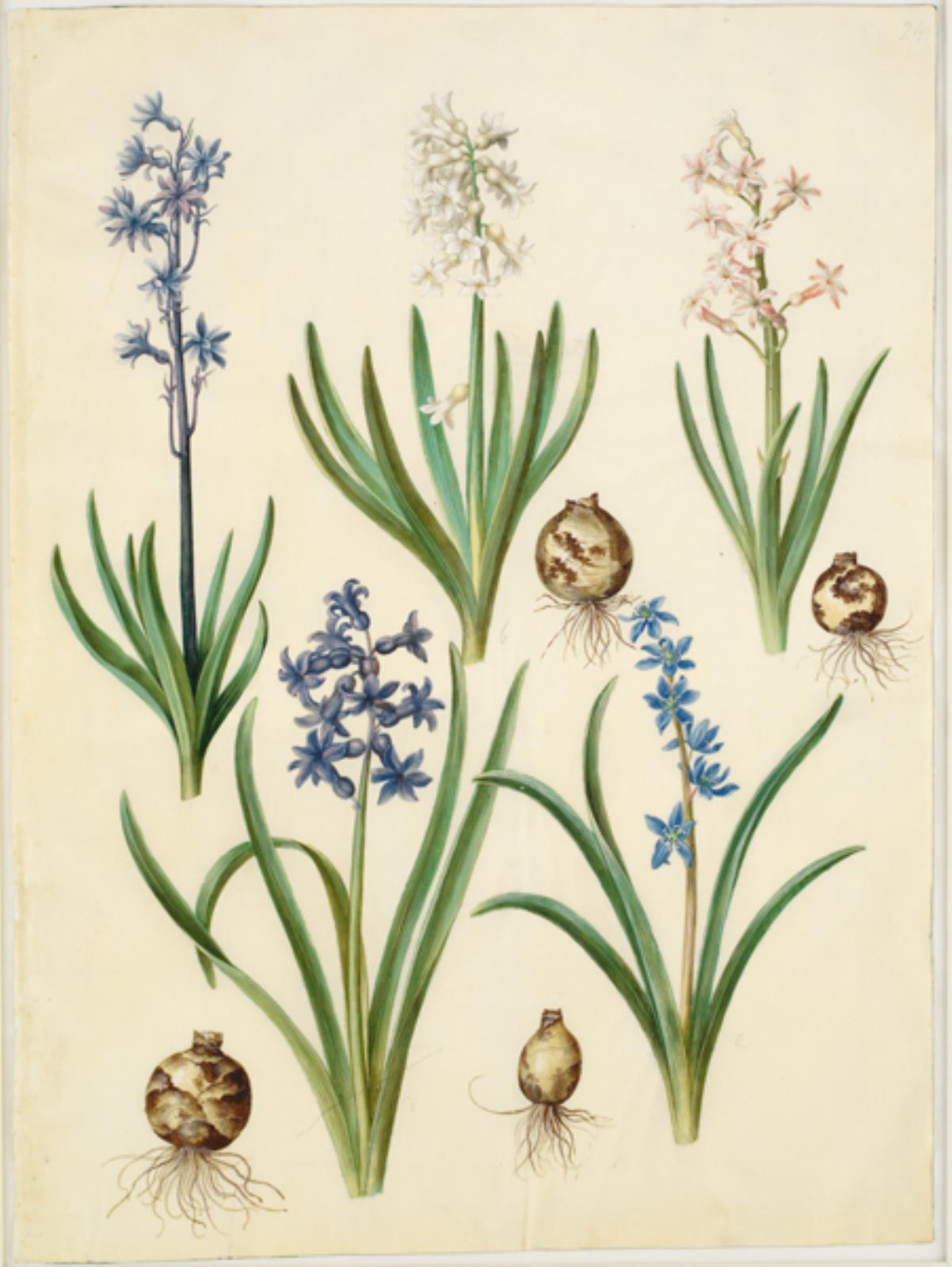 Hans Simon Holtzbecker, Hyacinthus orientalis (almindelig hyacint); Scilla amoena (himmelblå skilla)