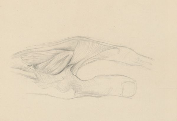 J Tinkelenberg, Muscular tissue of the hand
