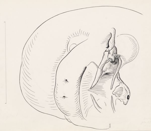 J Wetselaar-Whittaker, Head of a human embryo, seen from below