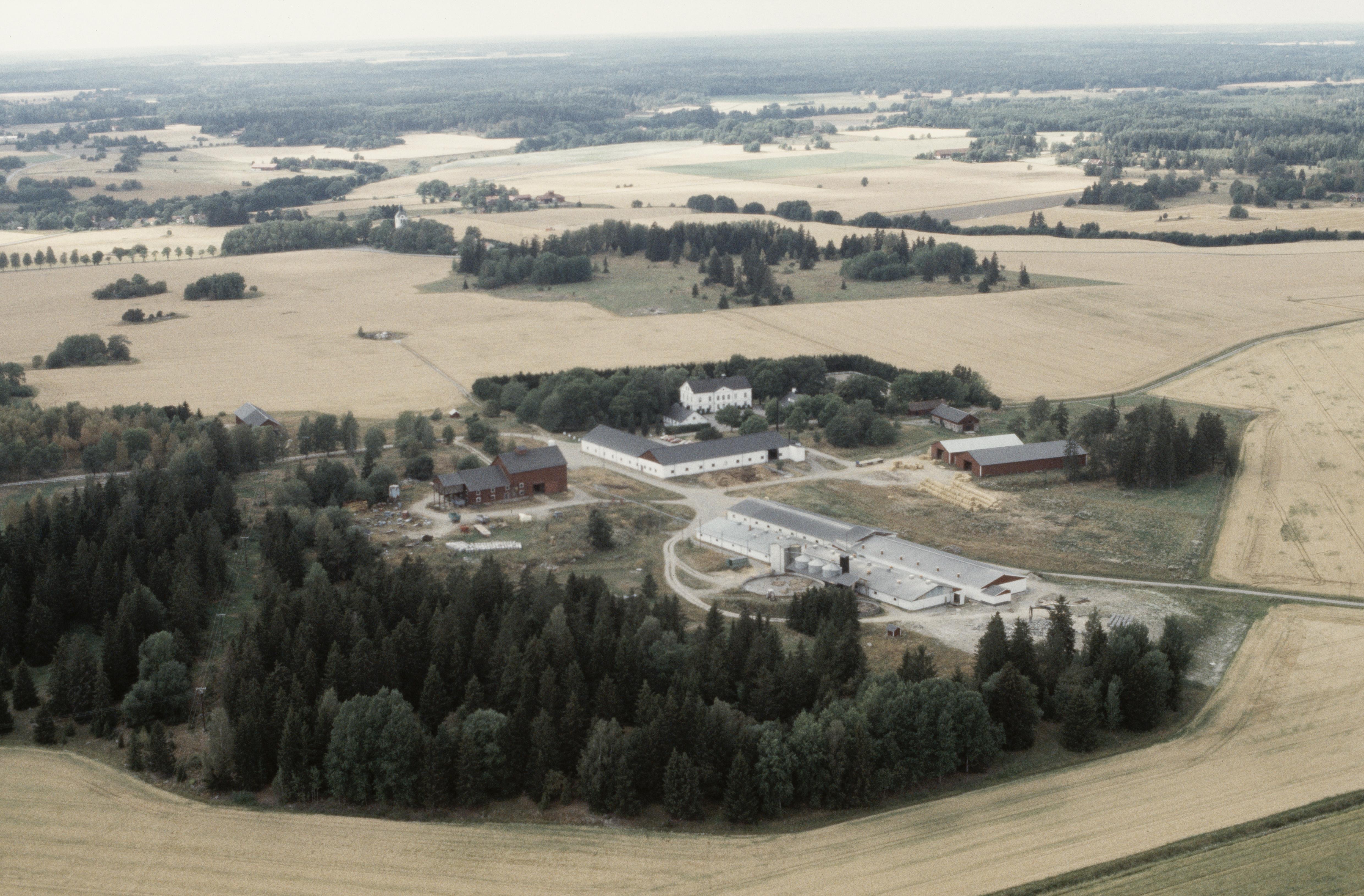 Jan Norrman, Bred 31:1