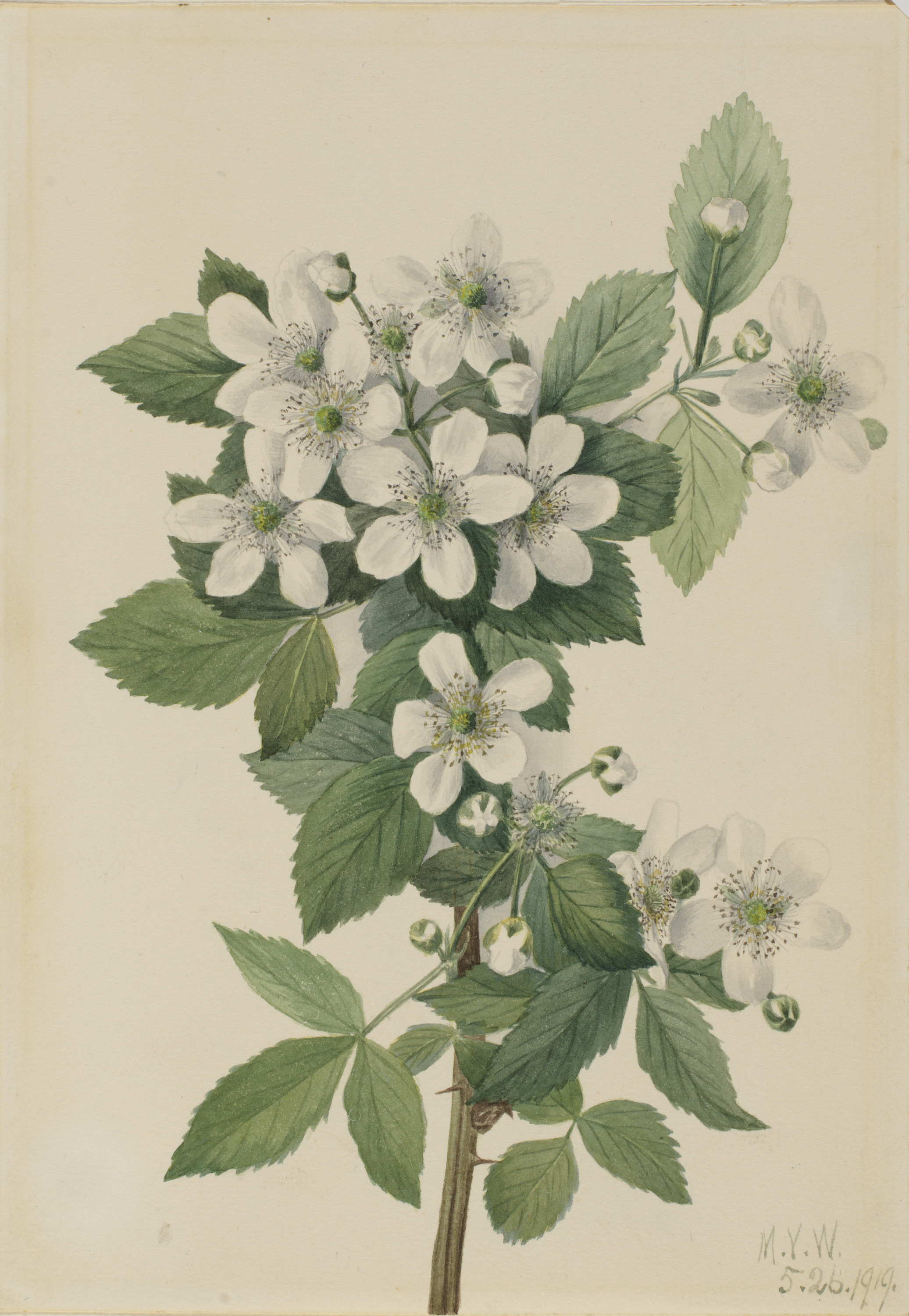Mary Vaux Walcott, Highbush Blackberry (Rubus argutus)