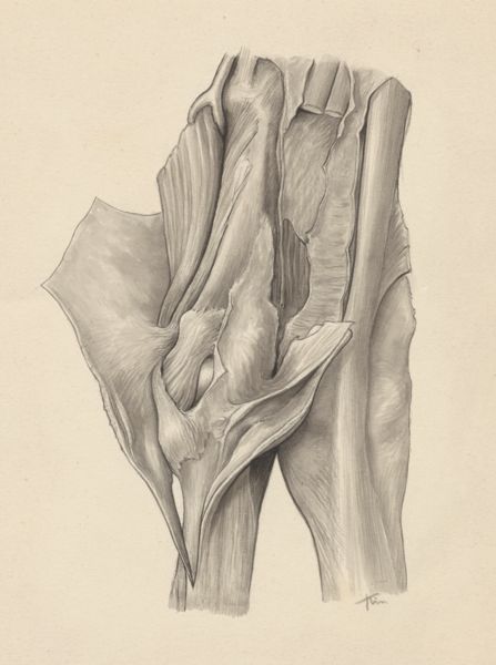 J Tinkelenberg, Musculoskeletal system of the upper extremity