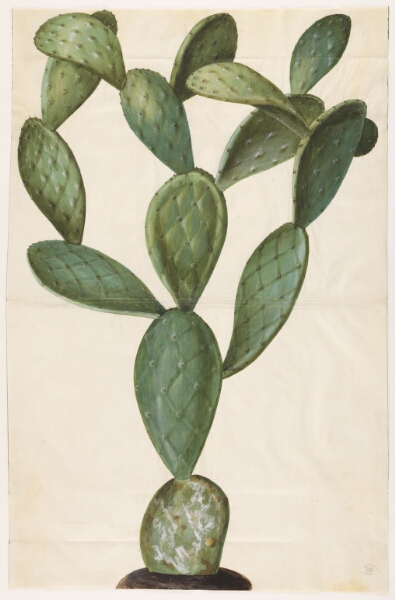 Hans Simon Holtzbecker, Opuntia monacantha (entornet figenkaktus)