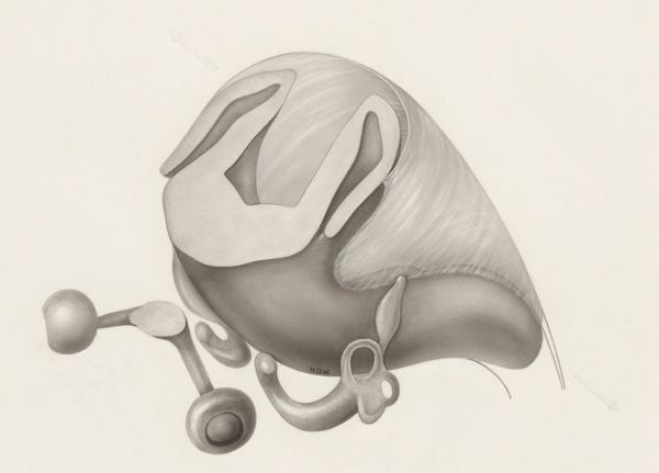 H.G Wetselaar, Hearing organ of an embryo