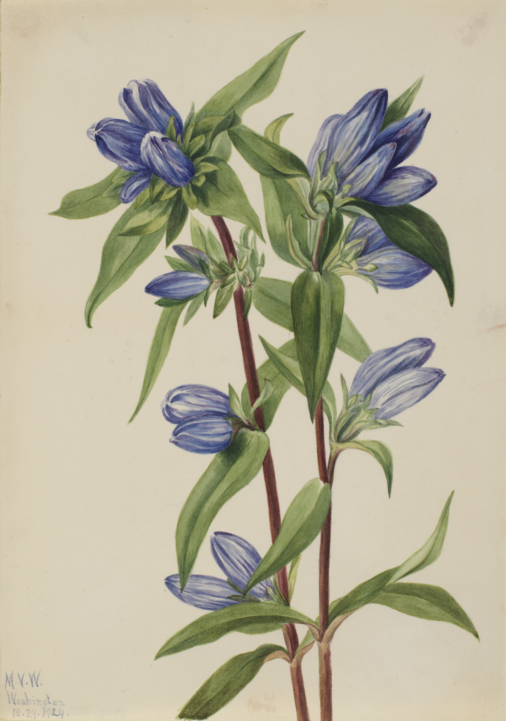 Mary Vaux Walcott, Bottle Gentian (Gentiana saponaria)