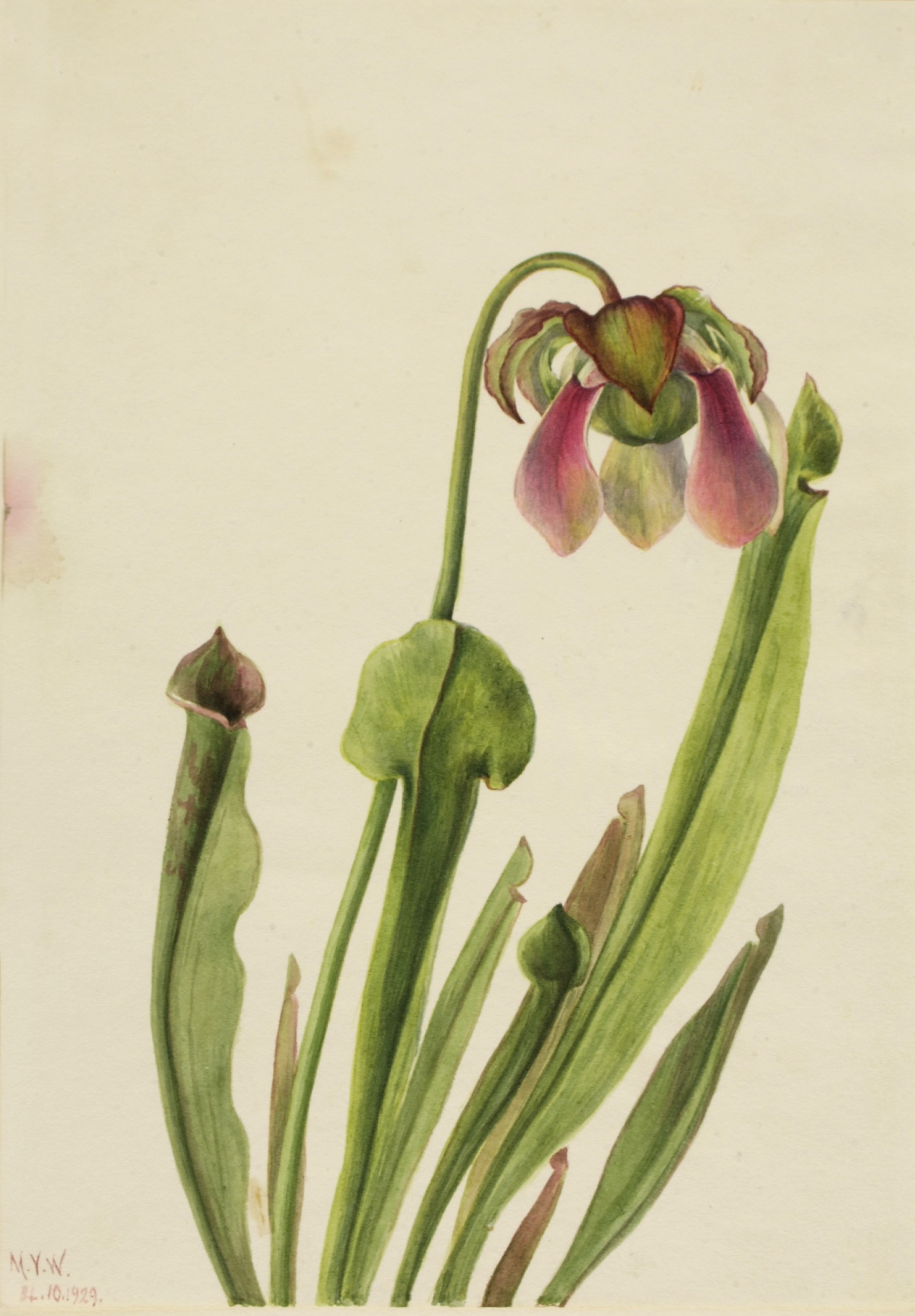 Mary Vaux Walcott, Catesby Pitcherplant (Sarracenia catesaei)