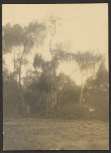 Louis Fleckenstein, [Landscape with Cypress Trees]