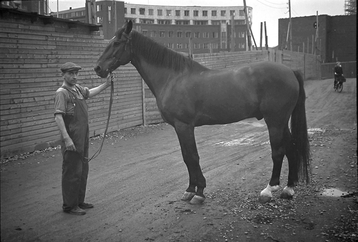 Anders Beer Wilse, Prot: Petterør jur hest 29/6