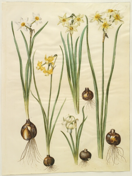 Hans Simon Holtzbecker, Narcissus poeticus (pinselilje); Narcissus triandrus (orkide-narcis); Narcissus ×medioluteus (toblomstret narcis)