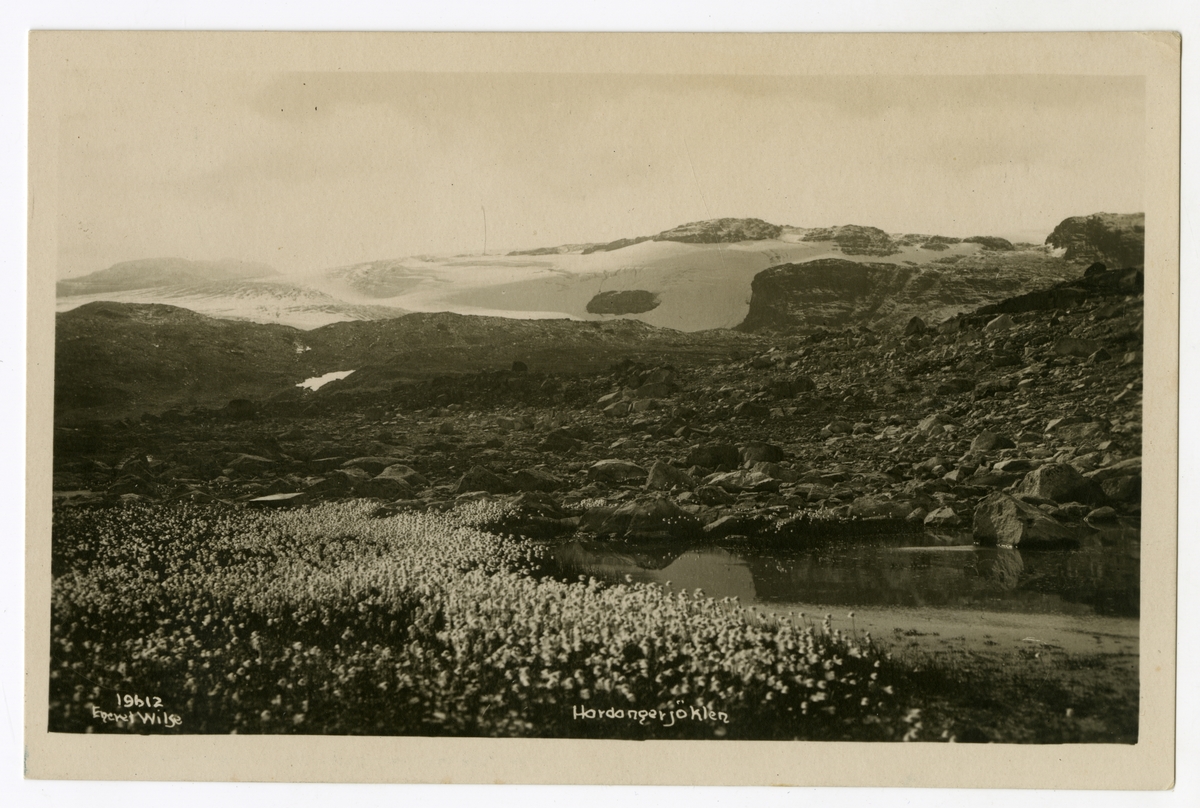 Anders Beer Wilse, Hardangerjøklen