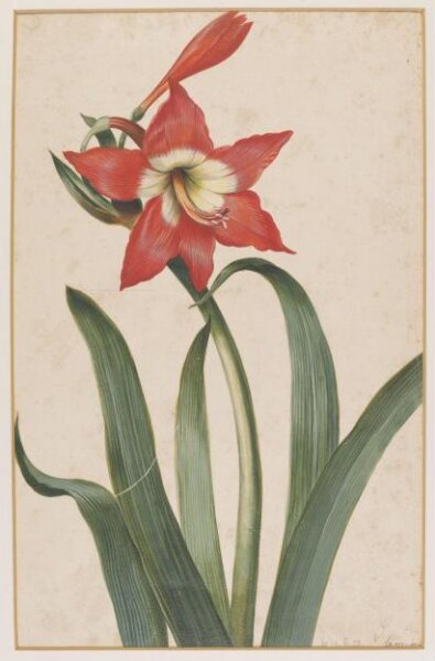 Unknown, Drawing