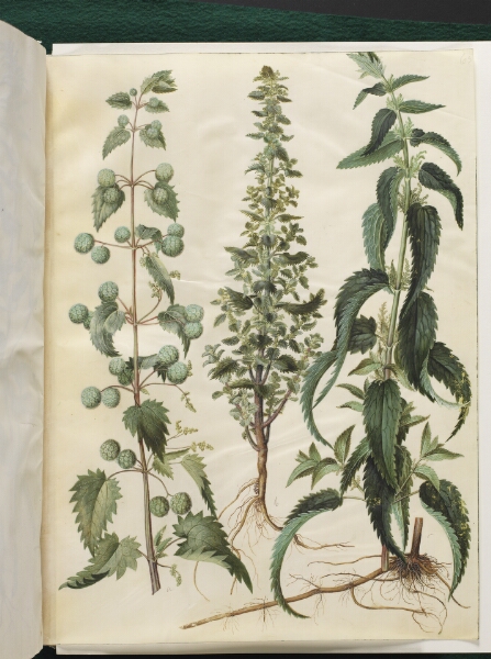 Hans Simon Holtzbecker, Kksgb2950/65 Urtica pilulifera (romersk nælde); Urtica urens (liden nælde); Urtica dioica (stor nælde)