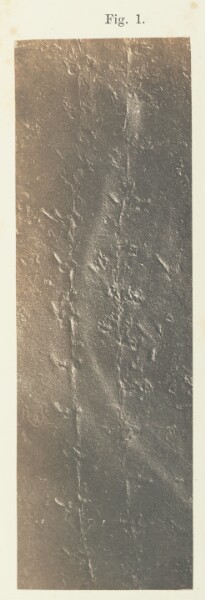 Unknown, Plate 41. Figure 1