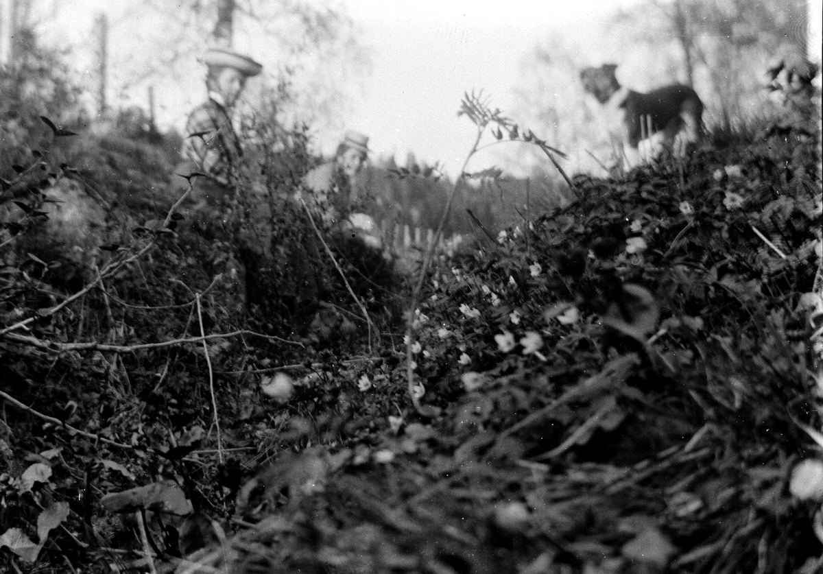 Juliane Fredrikke Langberg, Blomster/naturmotiv med 2 kvinner og hund i bakgrunnen (utydelige). Muligens tatt i Hurum. Fra malerinne Juliane Fredrikke Langbergs (1856-1930) samling, tatt ca.1895-1910 med motivkrets slekt og venner samt steder tilknyttet samvær med disse.