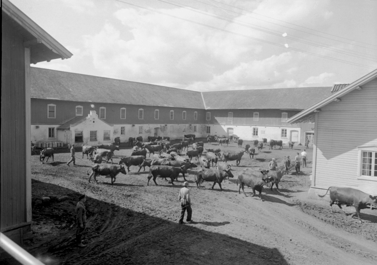 Anno Domkirkeodden, KUSLEPP, ATLUNGSTAD GÅRD, LÅVE, GARDSTUN