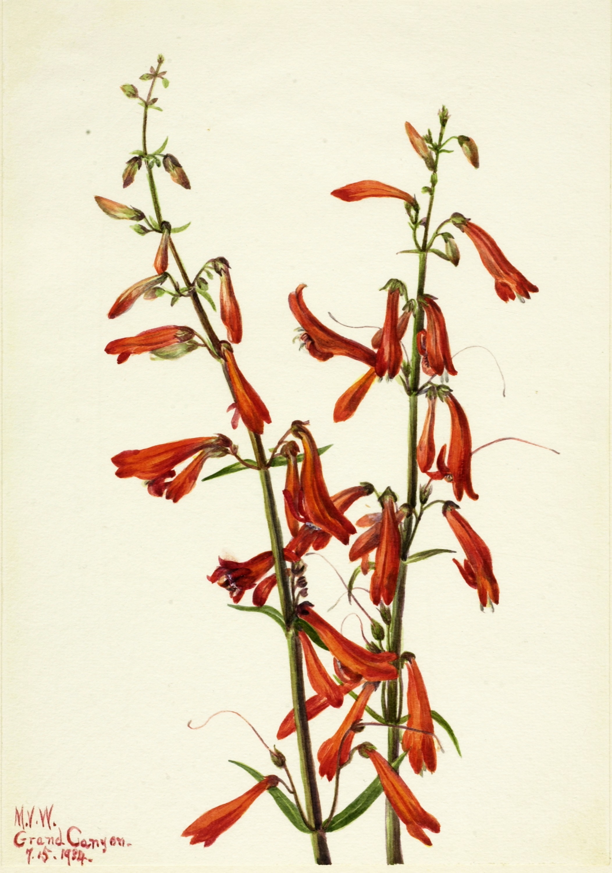 Mary Vaux Walcott, Pentstemon (Pentstemon barbatus)