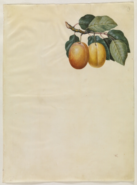Hans Simon Holtzbecker, Prunus domestica (blomme)