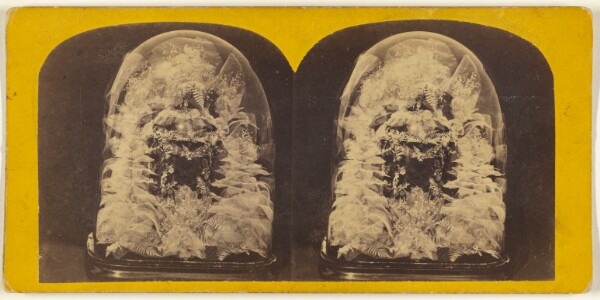 Edward and Henry T. Anthony & Co., Beautiful Study in Skeleton Leaves.
