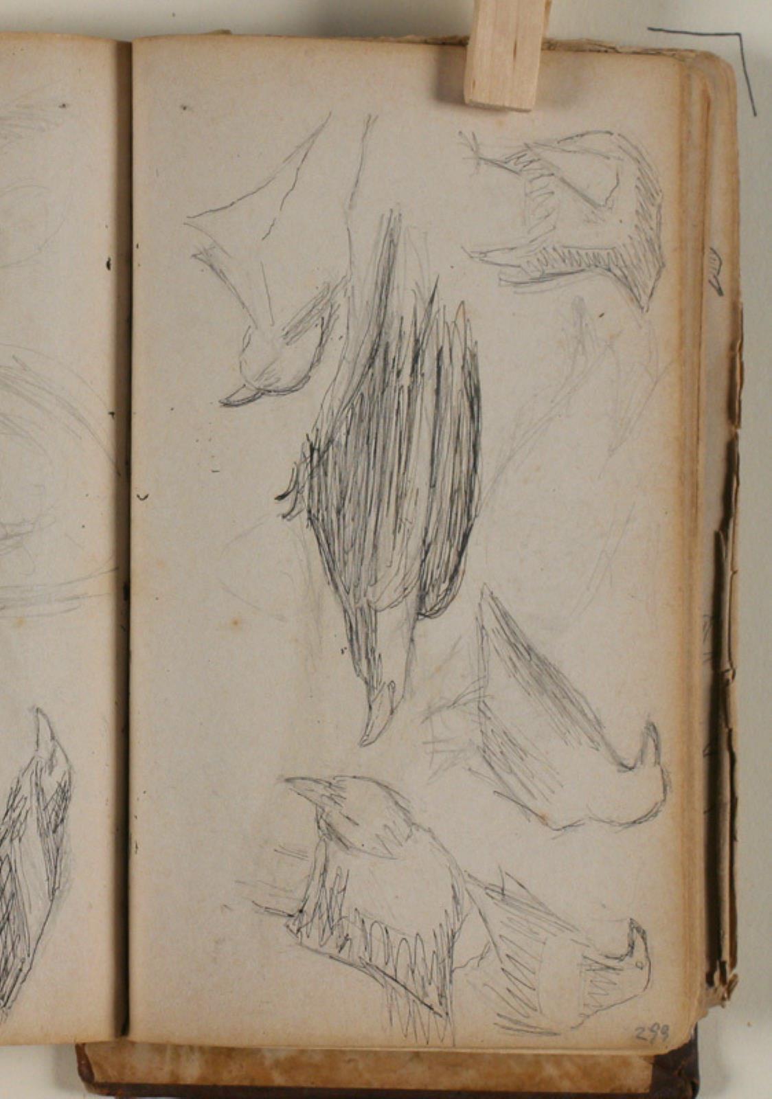 Niels Larsen Stevns, Studier af fugle (råger ell. ravne?)