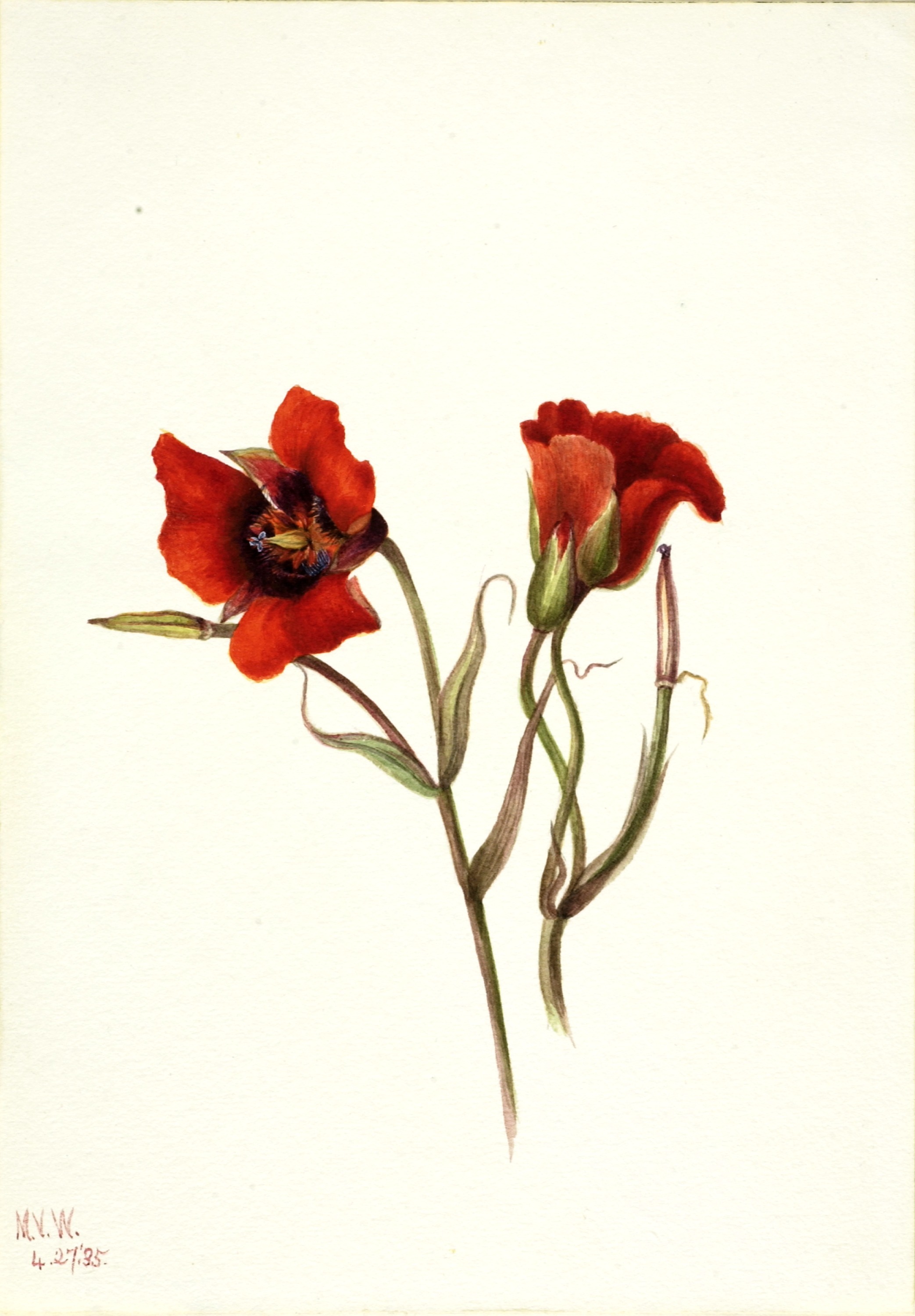 Mary Vaux Walcott, Desert Mariposa (Calochortus kennedyi)