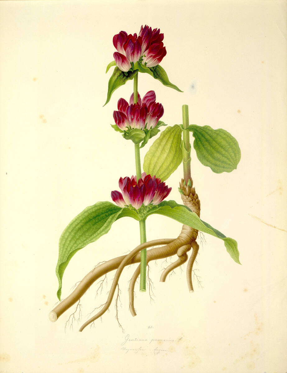 AugustRokert, Gentiana pannonica L - Pannonischer Enzian