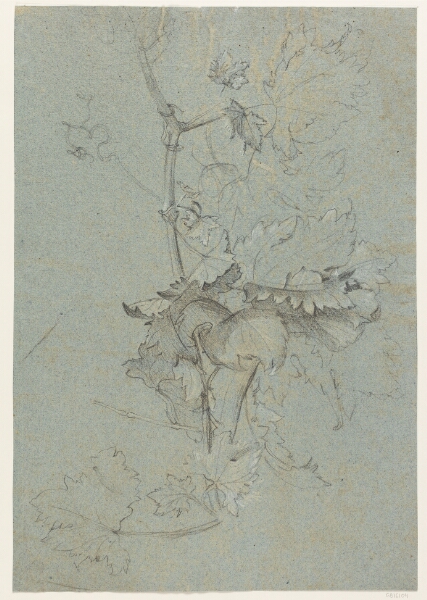 Rachel Ruysch, Plantestudie