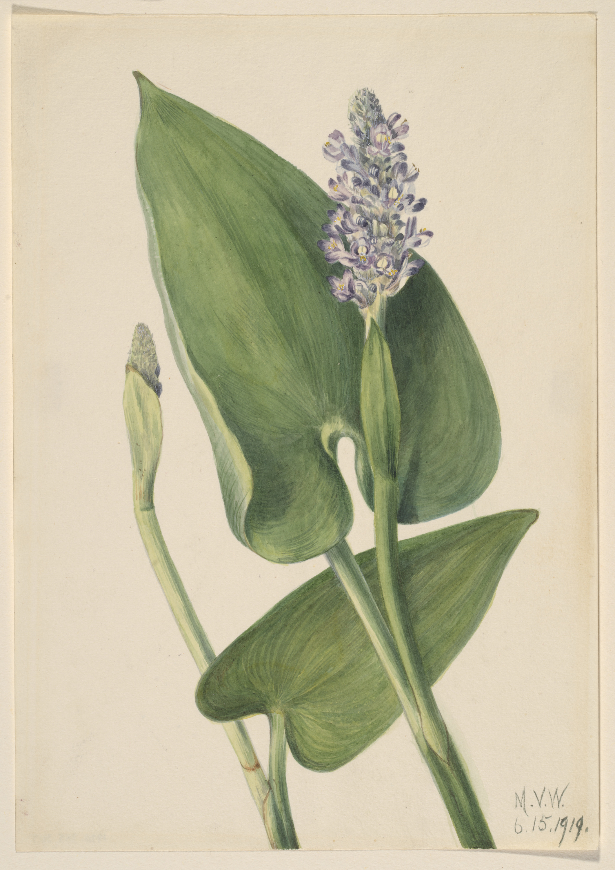 Mary Vaux Walcott, Pickerelweed (Pontederia cordata)
