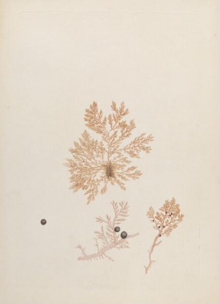 John Miller, Print