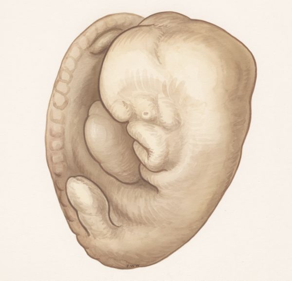 J Wetselaar-Whittaker, Rat embryo