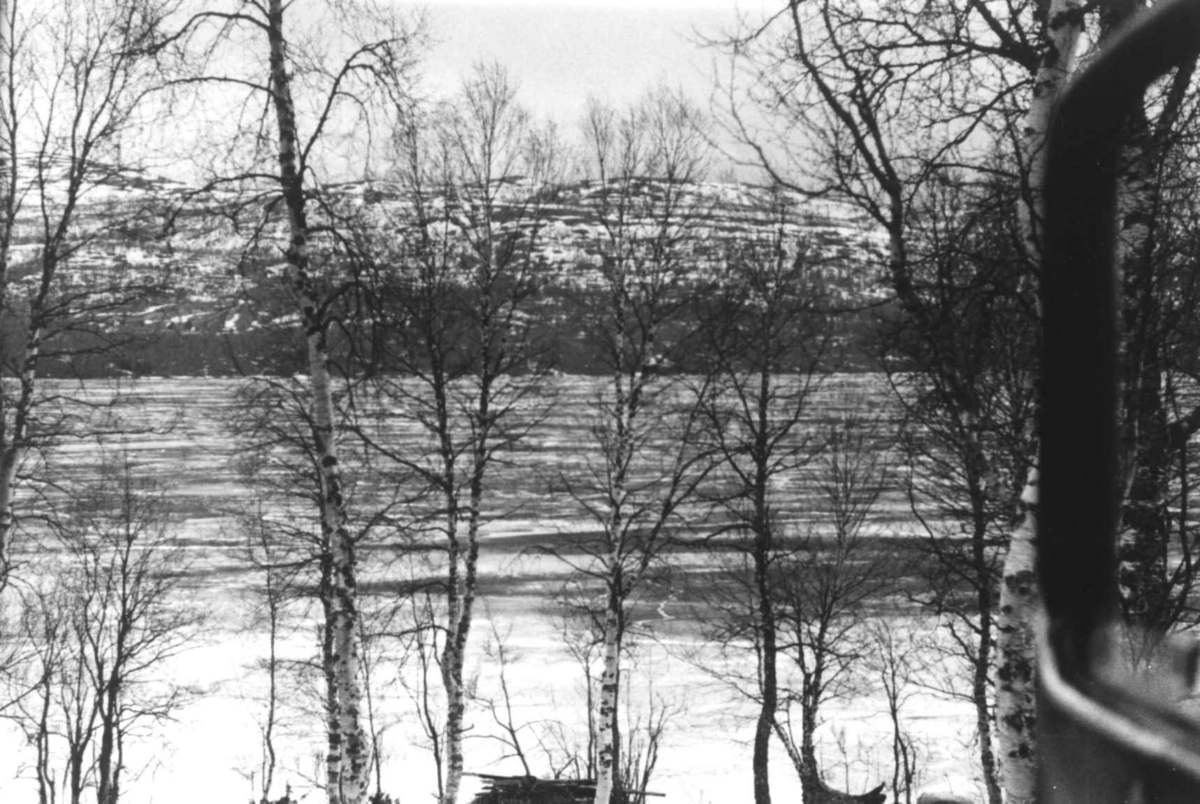 Anna Grostøl, Landskap med trær i forgrunnen, fjell i bakgrunnen fra Rostadal, Målselv 1940-årene.