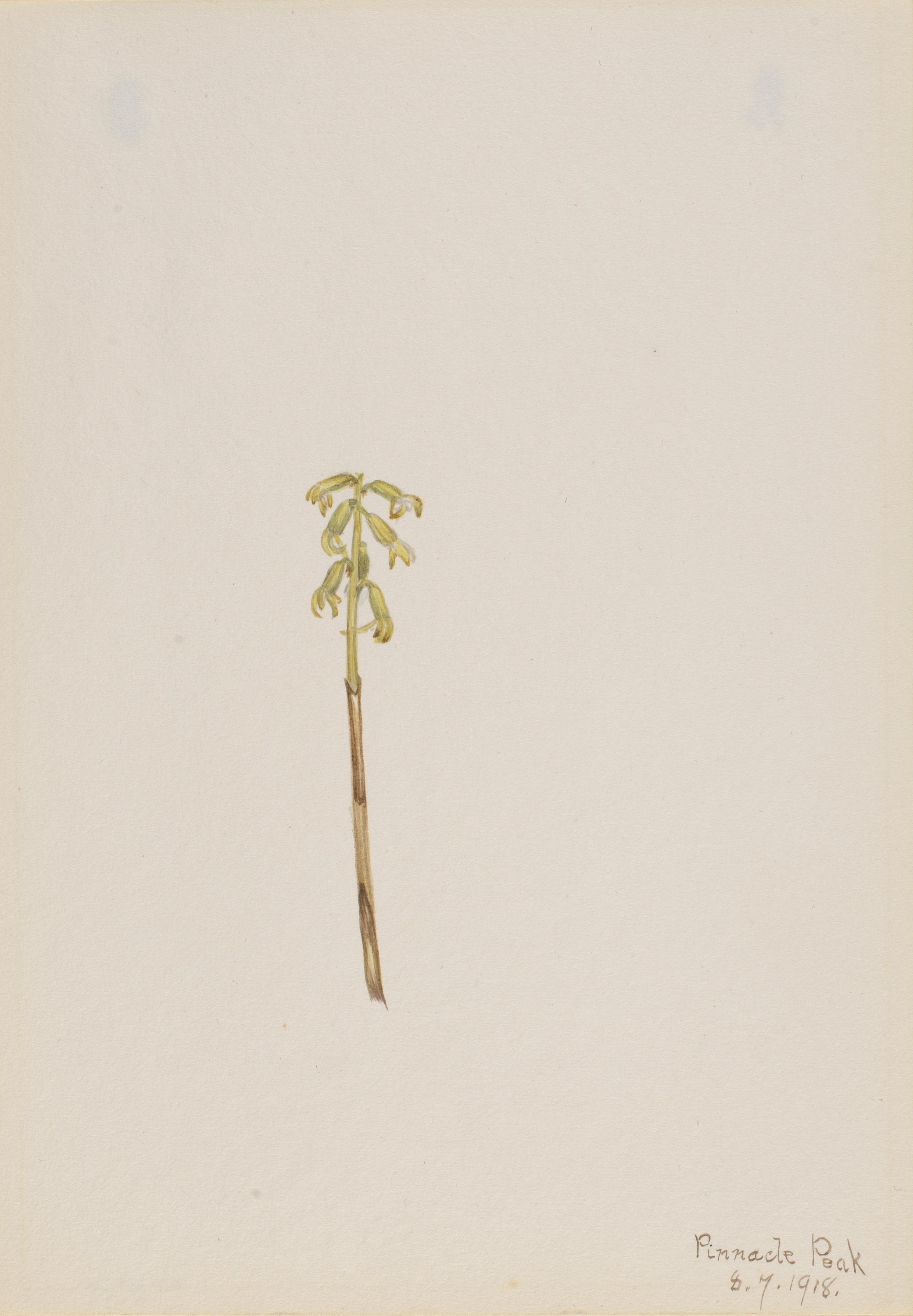 Mary Vaux Walcott, Corathorhiza corallorhiza